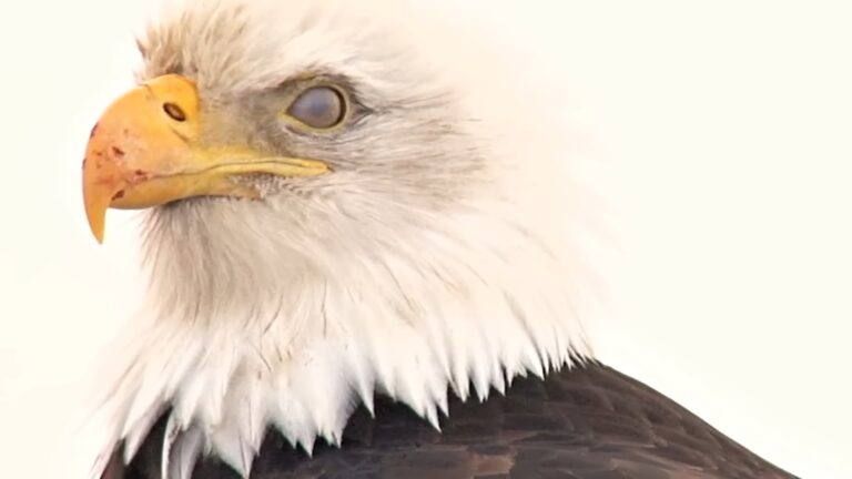 Difference Between Male And Female Bald Eagles Gender Revealed