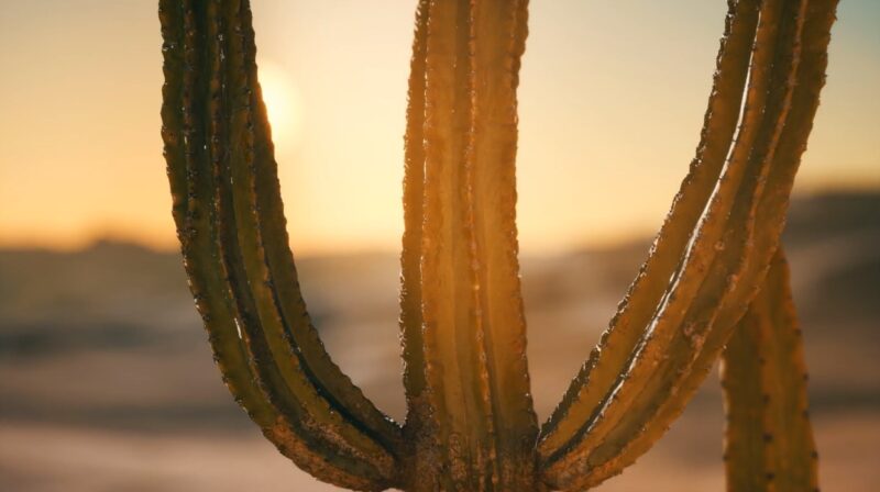 Arizona - Desert Heat and Scenic Landscapes
