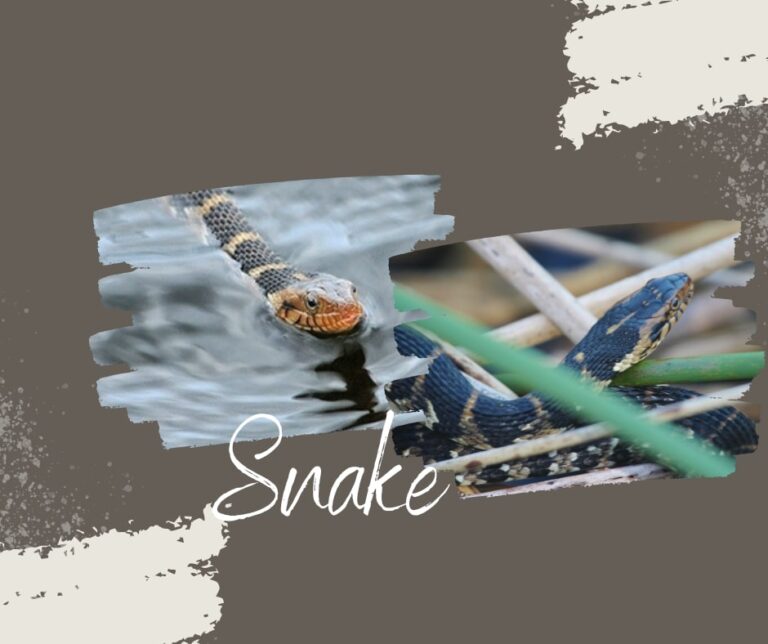 Sea snake, Types, Habitat, & Facts