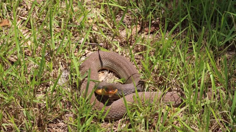 Banded Water Snake: Facts, Diet, Habitat - Secrets Of Survival And ...