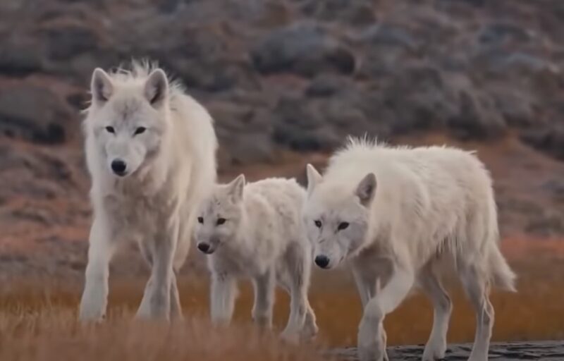 What Is the Difference Between a Coyote and a Wolf? - Unraveling the Wild