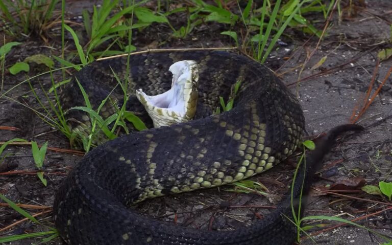 6 Most Venomous Snakes in Florida - Lethal Serpents to Avoid