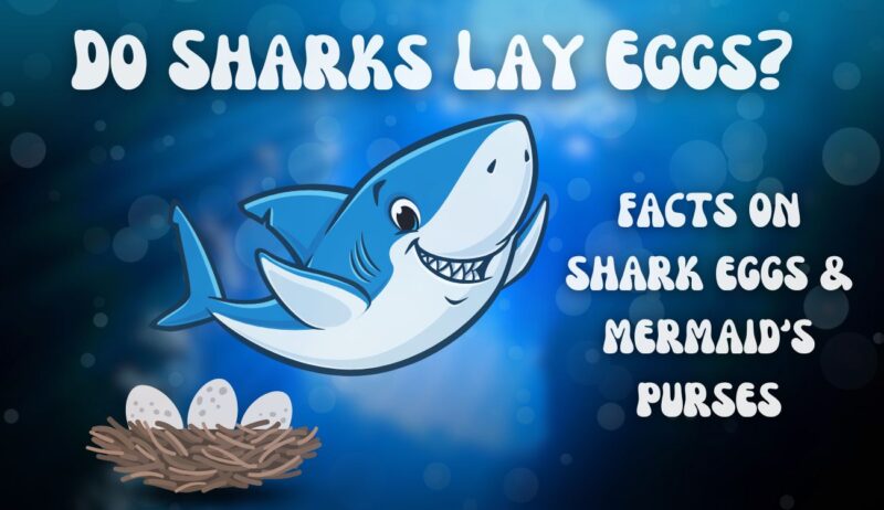 DO SHARKS LAY EGGS