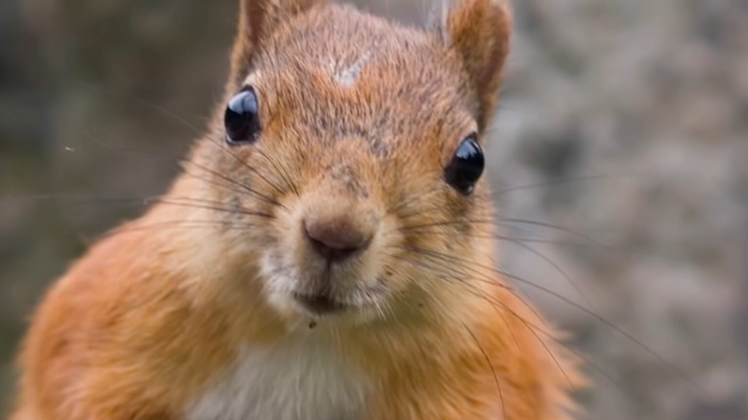 What Does Squirrel Poop Look Like? - Warning-Contains Nuts