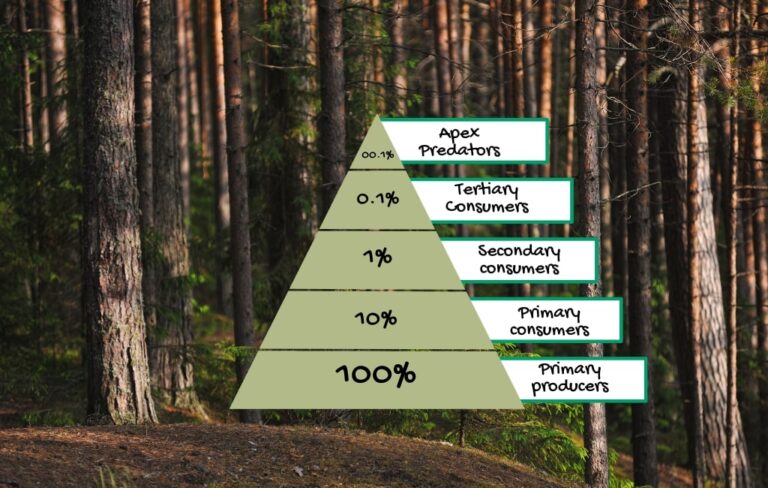 Taiga Food Web: Interconnected Relationships Between Flora And Fauna