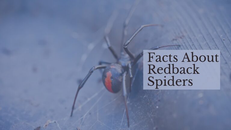 8 Captivating Facts About Spider Silk