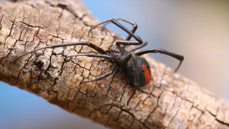 20 Facts About Redback Spiders - Pictures, Information & Video