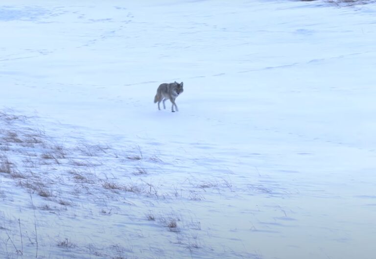 What Do Coyotes Eat? From Prey to Gourmet