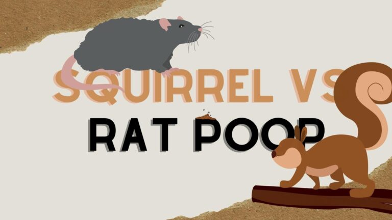 Squirrel Vs Rat Poop - How to Tell the Difference - Before The Flood