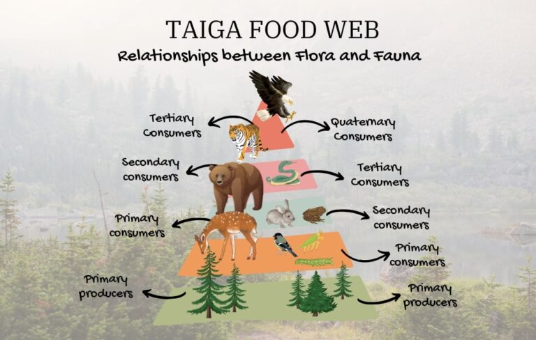 Taiga Food Web: Interconnected Relationships Between Flora And Fauna