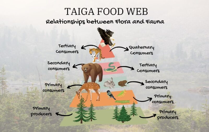 Taiga Food Web: Interconnected Relationships between Flora and Fauna