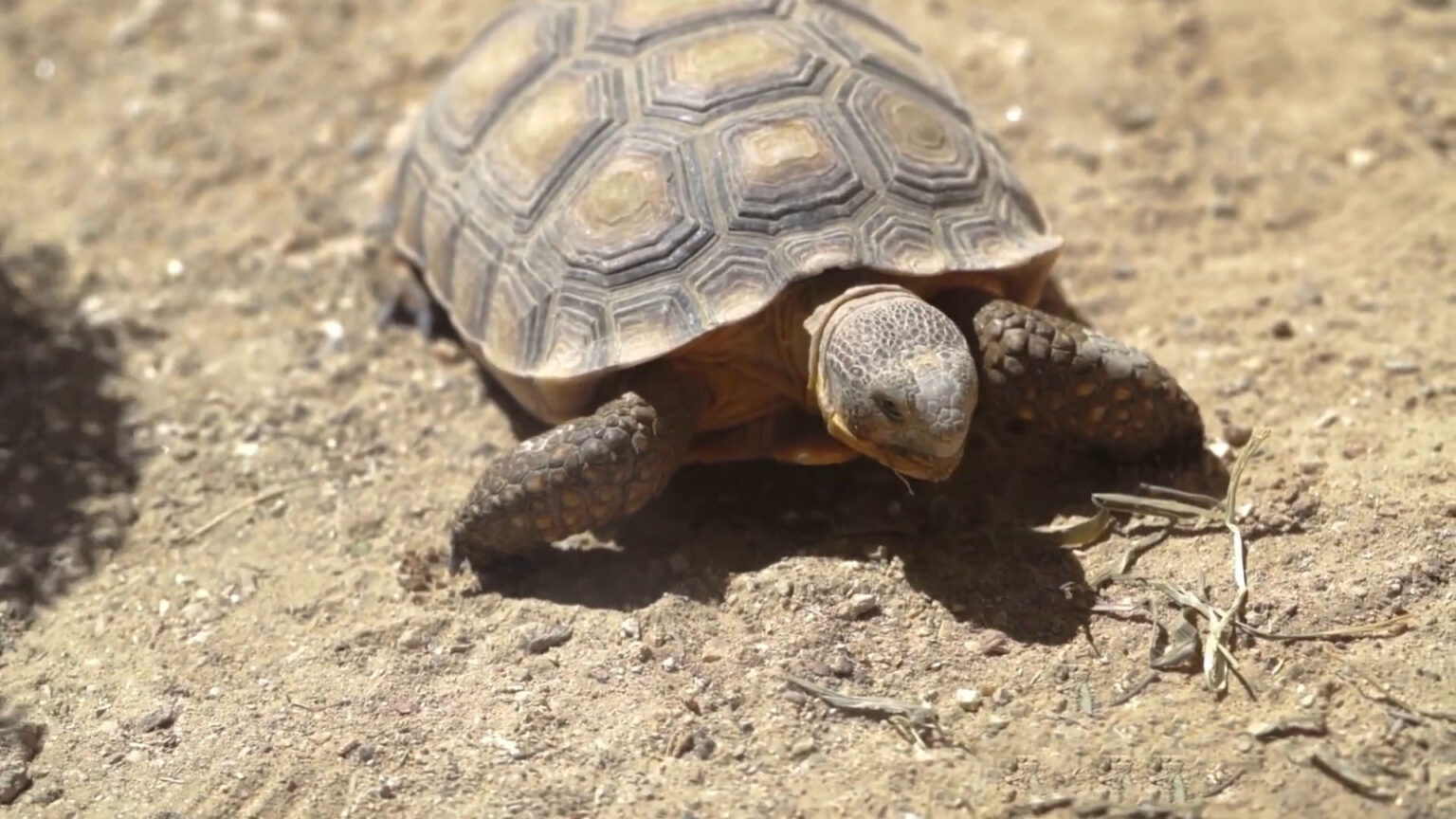 10 Slowest Animals in North America - Slow and Steady