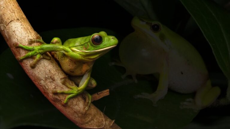 White Lipped Tree Frog Pictures Videos And Interesting Facts