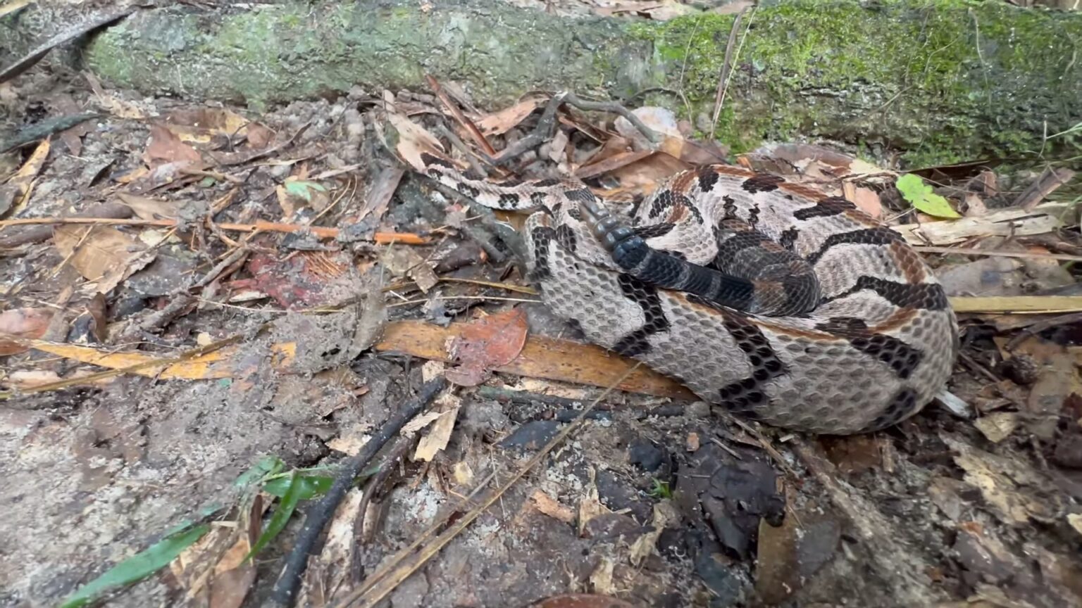 6 Most Venomous Snakes in Florida - Lethal Serpents to Avoid