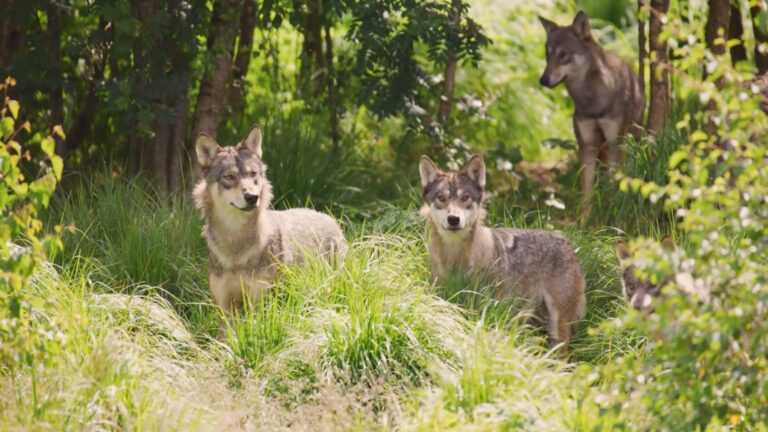 What Is the Difference Between a Coyote and a Wolf? - Unraveling the Wild