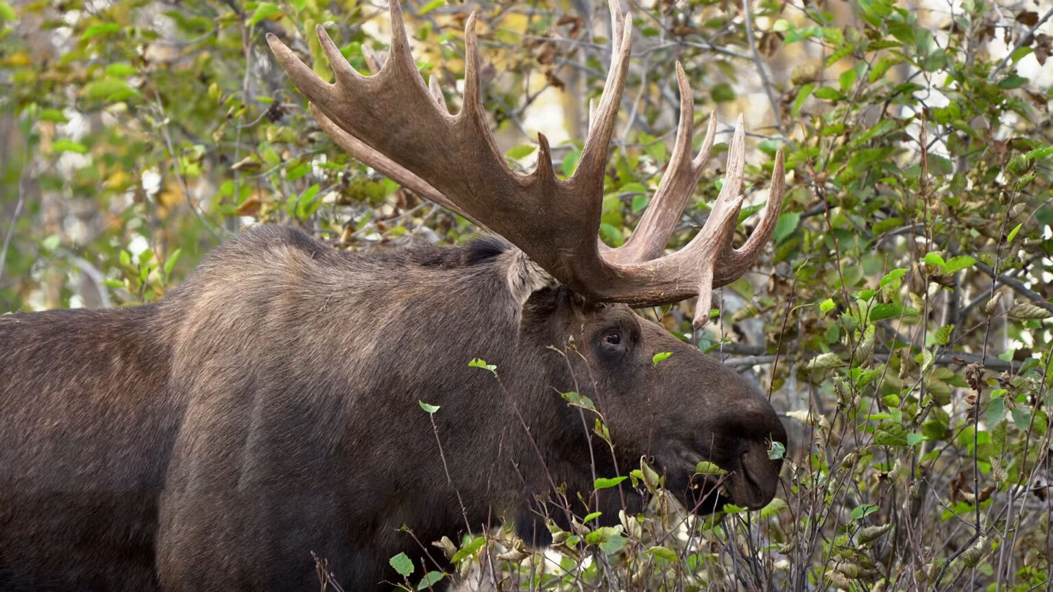 Why Do Moose Have Antlers? - From Decoration to Weaponry