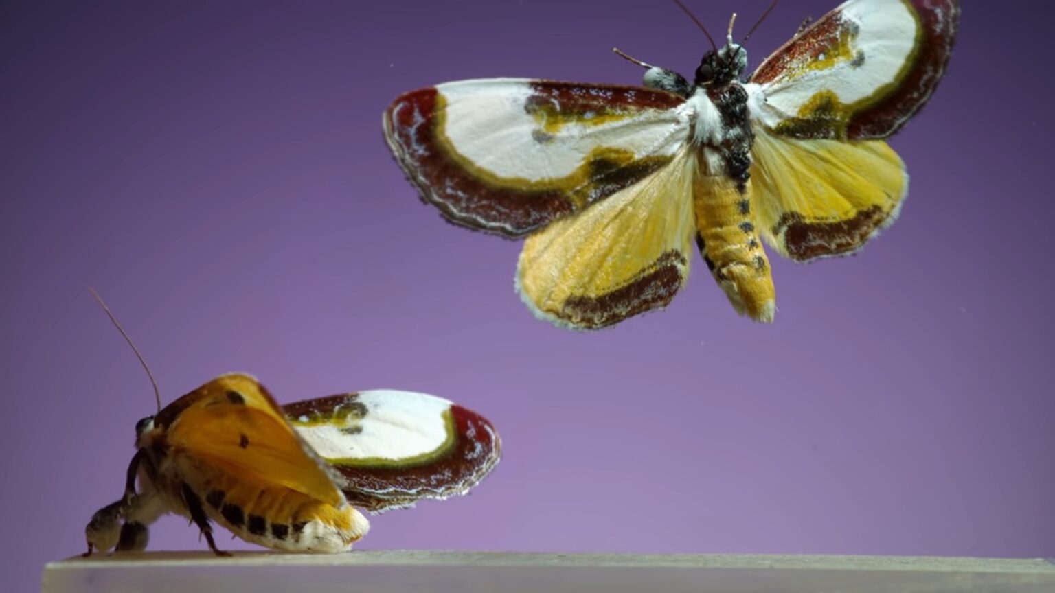 Why Do Moths Eat Your Clothes? Wardrobe Woes