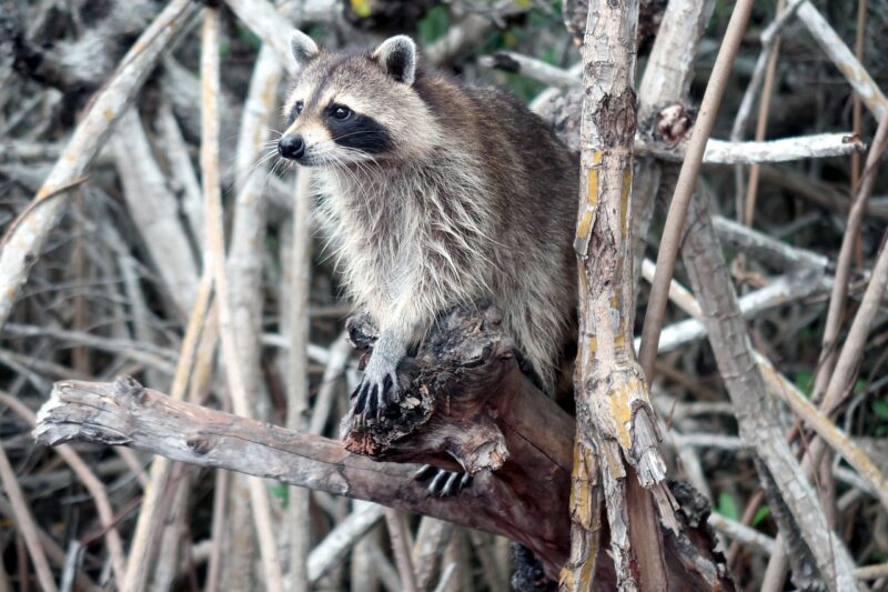 Raccoon Homes: Enchanting Dwellings of Forest Rascals - Before The Flood