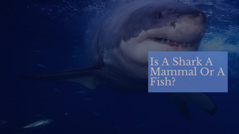 10 Best Shark Video Games So Far - Level Smack