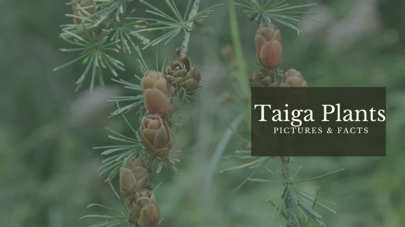 10 Taiga Plants With Pictures & Facts - Boreal Forest Flora