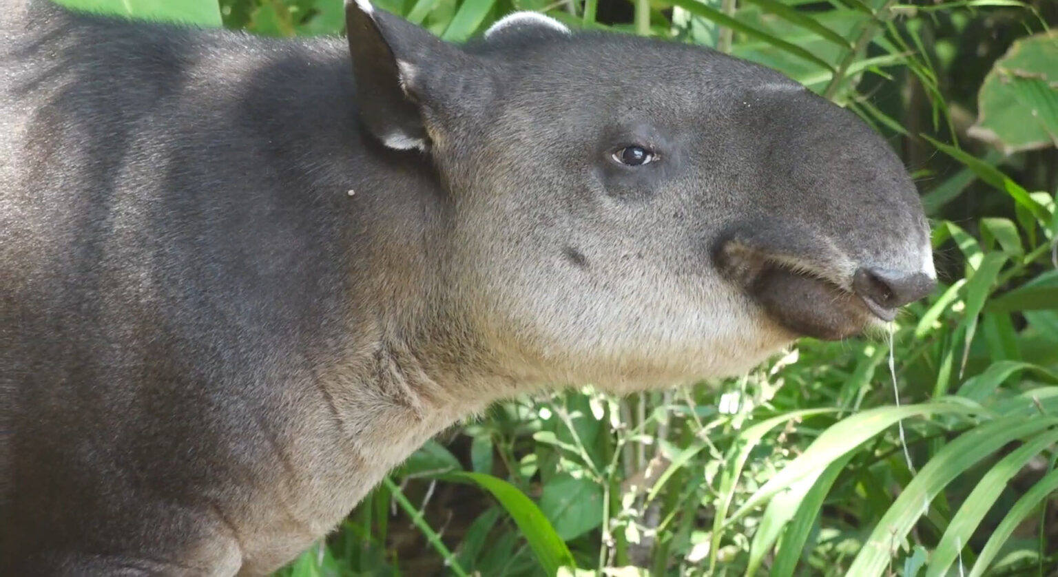 14 Most Common Animals in Panama - Biodiversity Spotlight