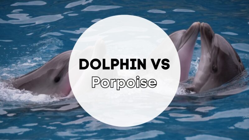 Dolphin Vs Porpoise: What Is The Difference? - Before The Flood