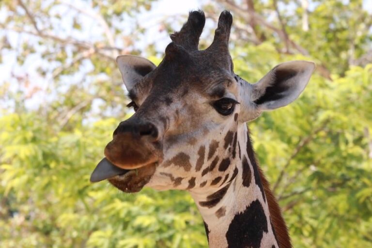 Giraffe Tongue Facts - 10 Things to Know About Nature’s Weirdest Tongue