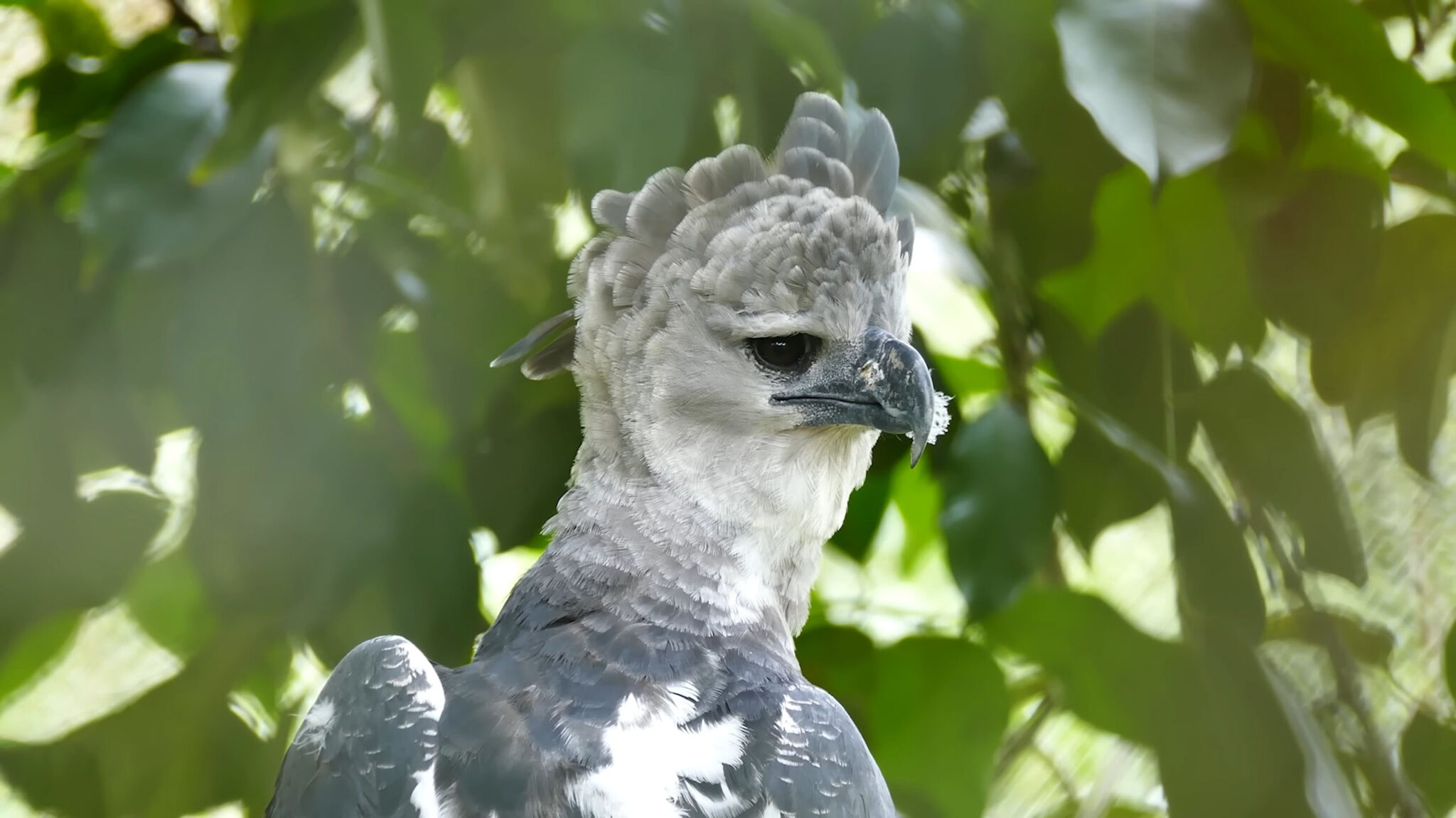 14 Most Common Animals in Panama - Biodiversity Spotlight