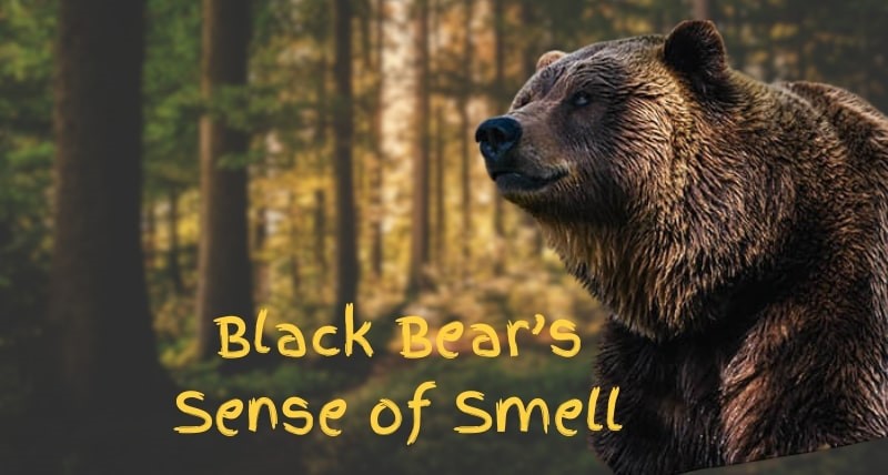 How Good Is a Black Bear’s Sense of Smell? Into the World of Odors!