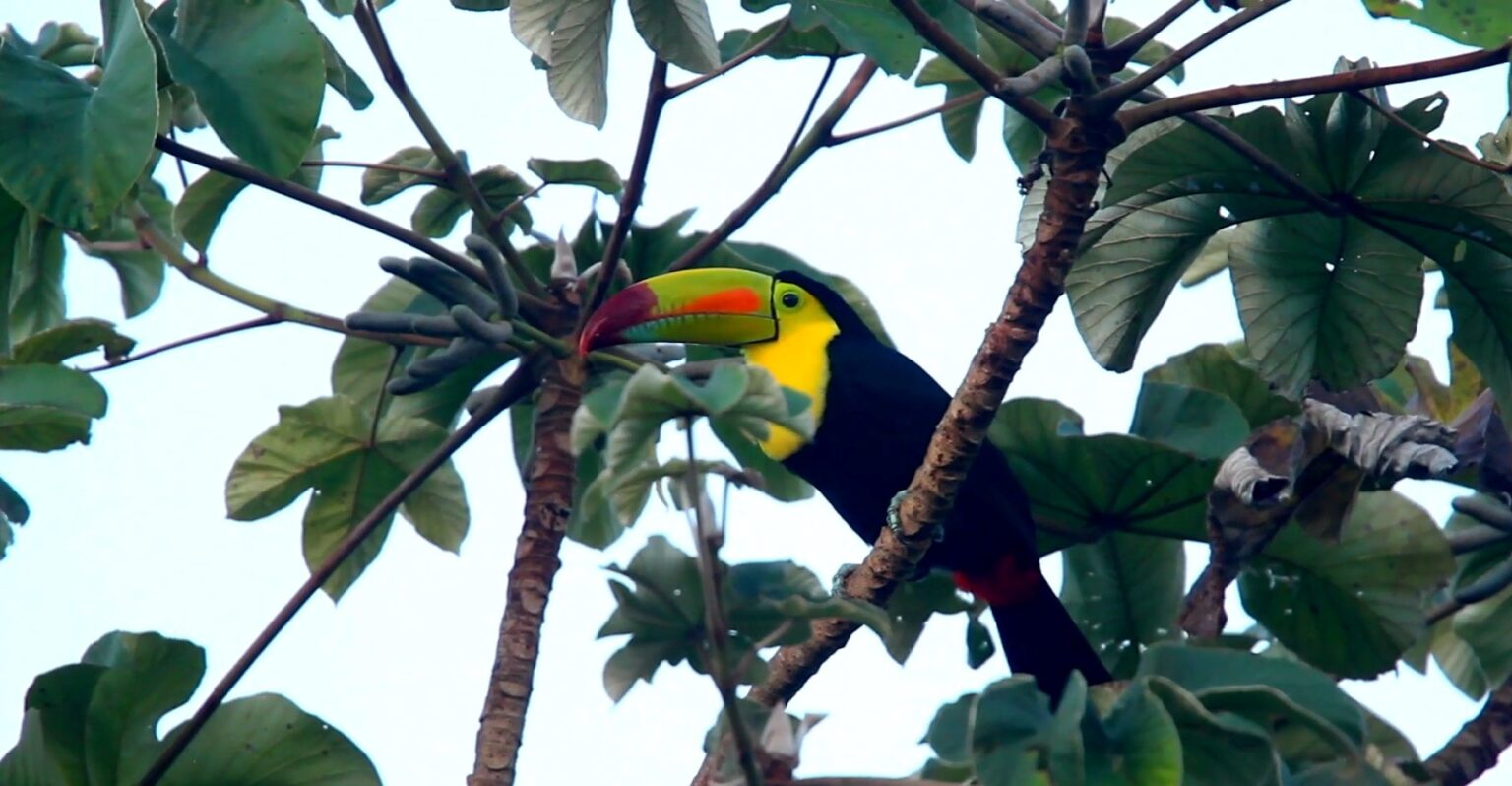 14 Most Common Animals in Panama - Biodiversity Spotlight