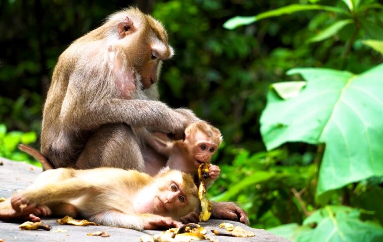 7 Common Pet Monkeys: Important Facts & Pictures!