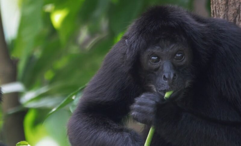 7 Common Pet Monkeys: Important Facts & Pictures!