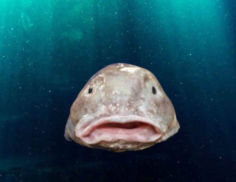 worlds ugliest fish blobfish