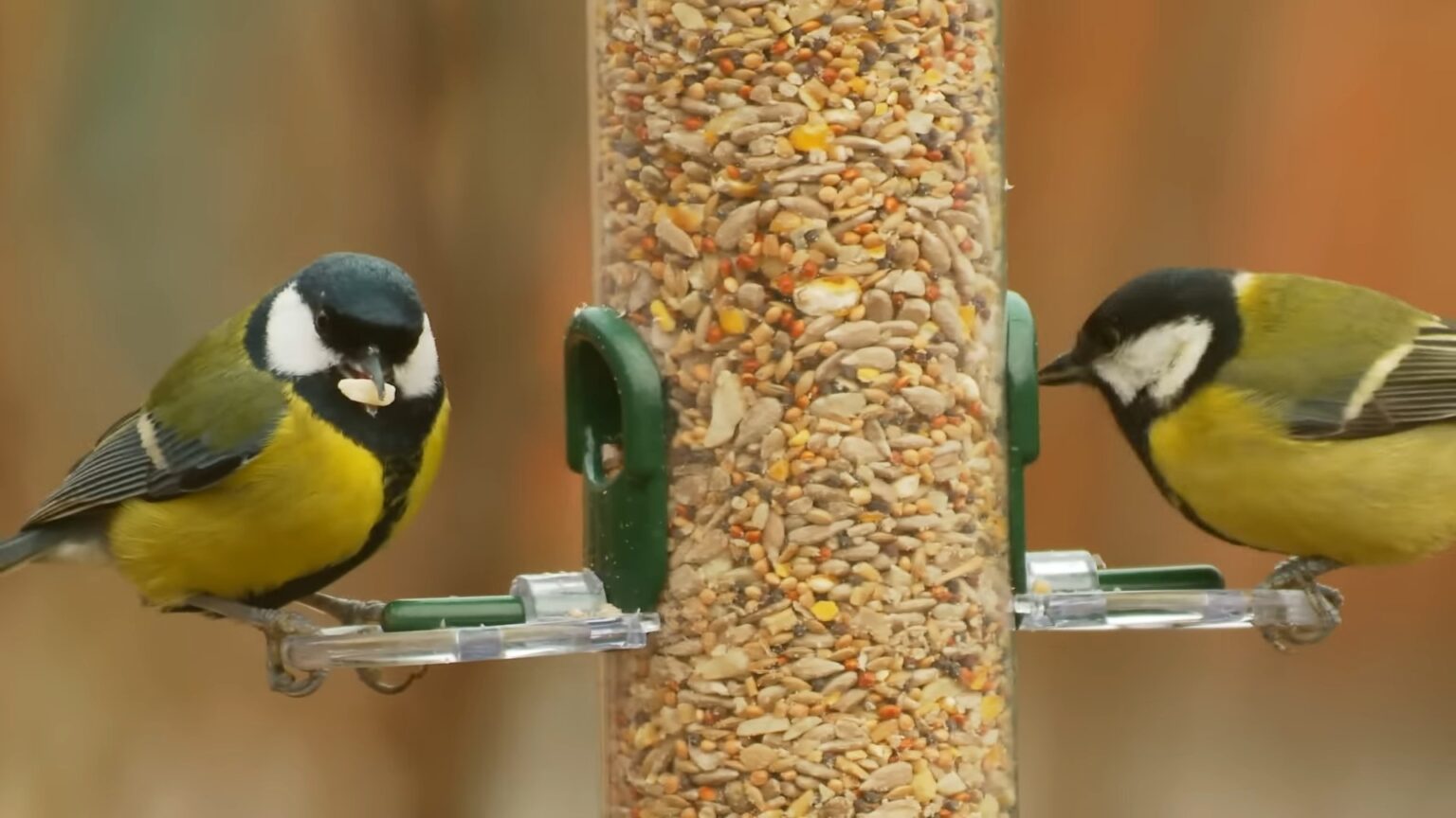 Harmony In The Habitat: 5 Tips For Feeding Wild Birds At Home - Before ...