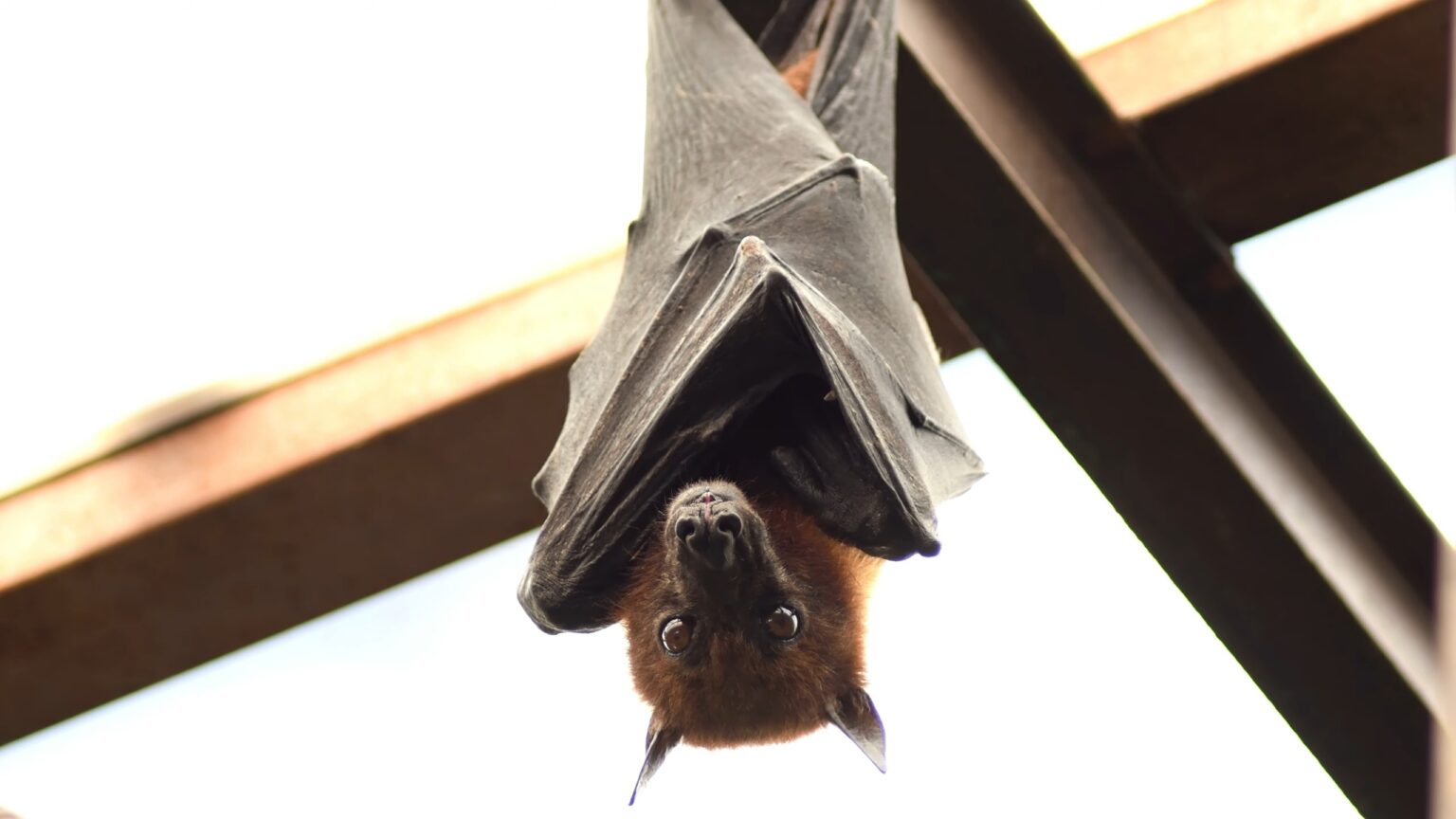 Which Mammals Can Fly The Only True Flyers And The Best Gliders   Bats Mammals Flying 1536x864 