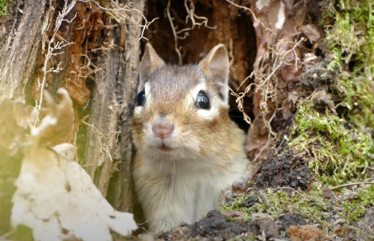 What Sounds Does A Chipmunk Make: Hear It From the Chipmunks