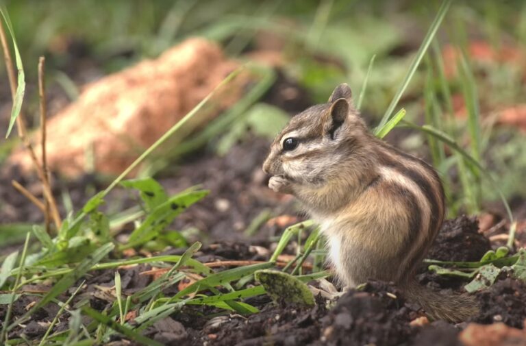 What Sounds Does A Chipmunk Make: Hear It From the Chipmunks