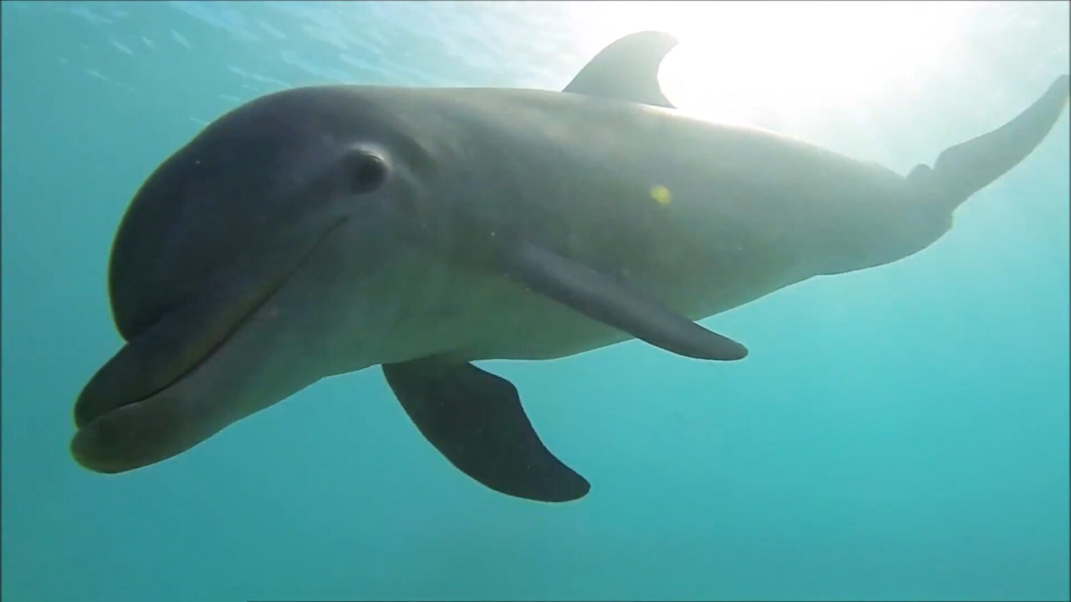 How Do Dolphins Breastfeed Underwater? Ocean Wonders