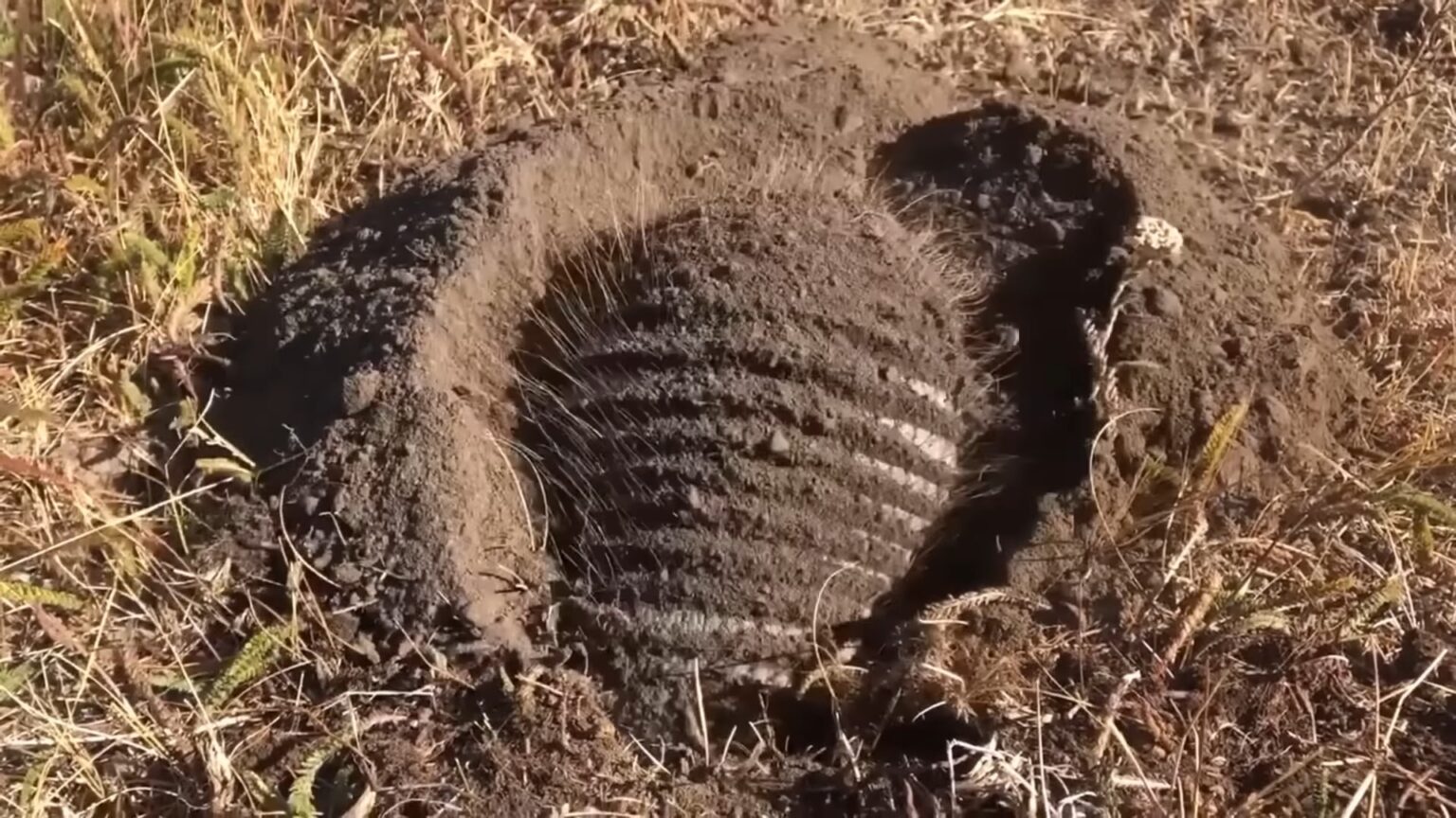 8 Facts You May Not Know About The Armadillo Shell - Nature's Shield!