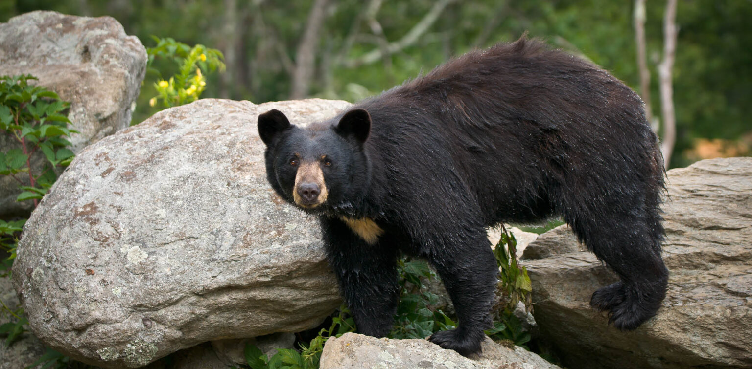 Characteristics Of North American Bears - A Comparative Study Of Their ...