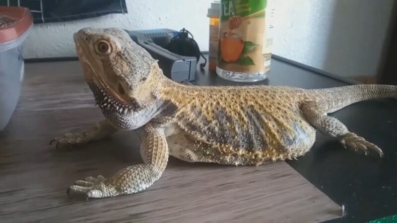 Lizard on Table Breathing