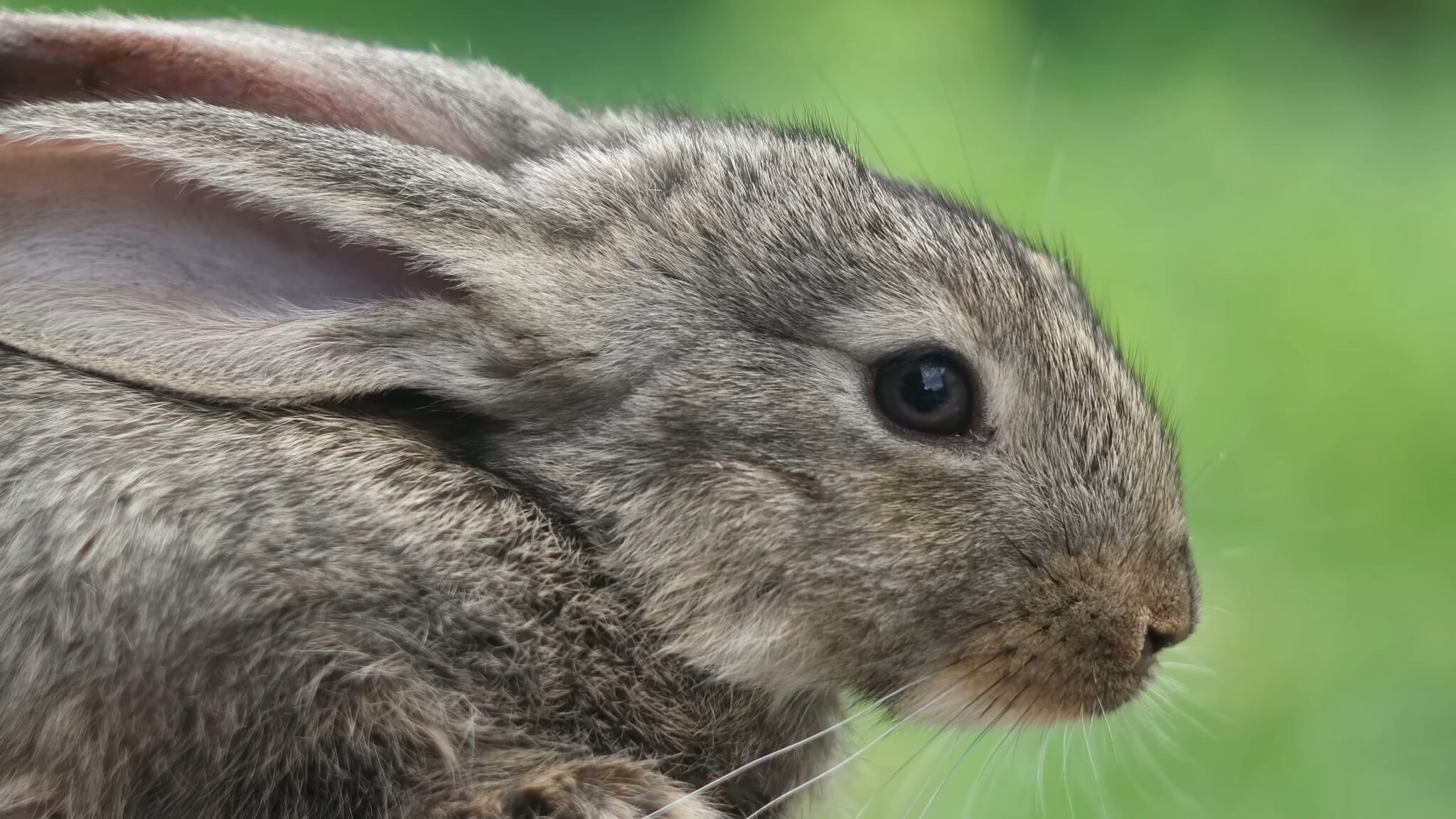 How Well Does a Rabbit See? - What Colors, Shapes, and Objects Do They See?