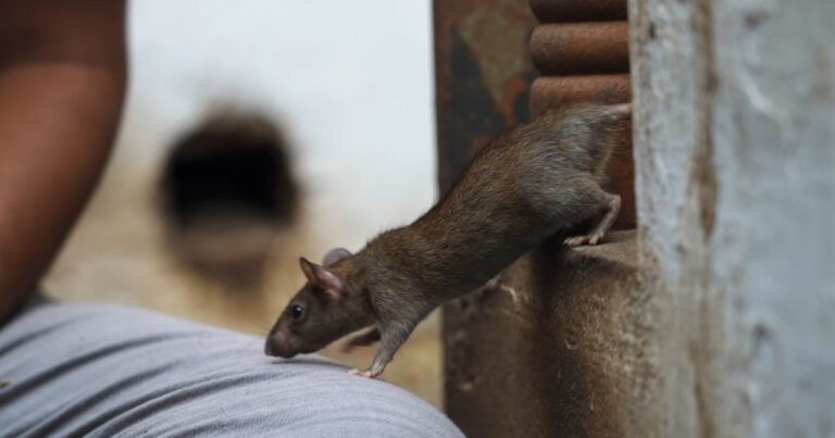 Why Do Rats Have Tails? These are the Three Main Purposes - Before The ...